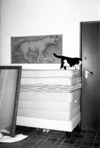 From the series "The Feral Cat Friend of the Desert Fox" | DER GREIF