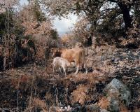 Massimiliano Corteselli, Contrapasso | DER GREIF