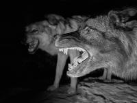 "Wolves" | DER GREIF