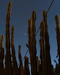 Alexa Cushing (United States), "Cactus" | DER GREIF