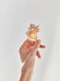 Through the Light | DER GREIF