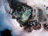 From the series “Counted, Graded, Numbered” | DER GREIF