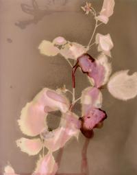 Sandra Lee Phipps, "Lumen 1" from the series "Lessons in Survival" | DER GREIF