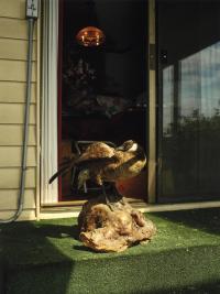 From the series "NFS" | DER GREIF