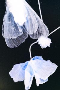 Zoé Elia Menthonnex, from the series "Zombie" | DER GREIF