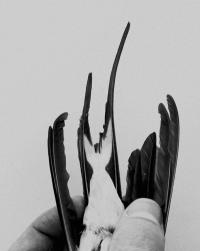 From the series "The Elephant's Foot" | DER GREIF