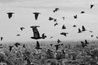 From the series "Kotar'baaz" | DER GREIF