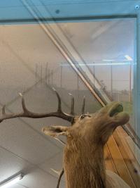 “Stag", Tyler Eash, 2026, unceded Nisenan Maidu territory. | DER GREIF