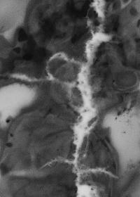 "Phytogram", Mänttä, Finland | DER GREIF