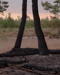 Justus Lemm, "Burnt Trees After Wildfire", 2023. 80 x 64 cm. | DER GREIF