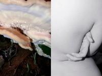 "Stratum / Phalanges (diptych)" Belgium, 2018 | DER GREIF