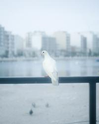 Somewhere Less Than Heaven B-Side | DER GREIF