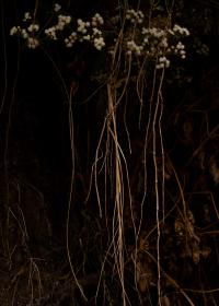 Clara Sartor, April in September | DER GREIF