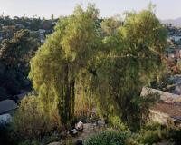 Fellowship Parkway | DER GREIF