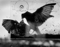 Untitled, United Kingdom of Great Britain and Northern Ireland | DER GREIF