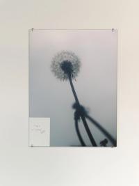 Installation view, Tobias Friedauer, "Dandelion", 2026 © Jens Masmann | DER GREIF
