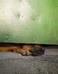 © Mauro Macchioni | DER GREIF