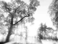 "Oak Tree" | DER GREIF