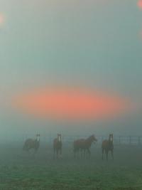 From the series "The Elephant's Foot" | DER GREIF