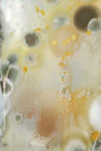 Untitled | DER GREIF