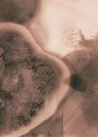 "Phytogram 2", Mänttä, Finland | DER GREIF