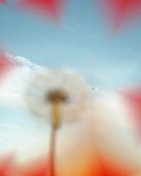 Dandelion and Moon | DER GREIF