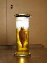 Laura Wilhelm, Fish in the glass , Museum, Hungary, HU, 2024 | DER GREIF
