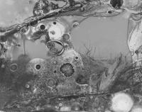 Microbial Landscape 2 | DER GREIF