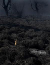 From the series "Raízhambre" | DER GREIF