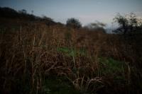"Towards Rhayader (landscape in moonlight)" | DER GREIF