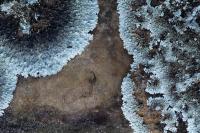 From the series "Ecos" | DER GREIF