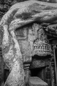 From the series "Calmistery" | DER GREIF