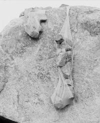 Jillian Bemis, Artificial Form 5 (Stone), Massachusetts, USA, 2023 | DER GREIF