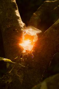 Simone Roscher (Vienna, Austria), "First Light" | DER GREIF