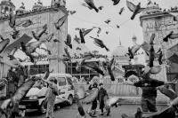From the series "Kotar'baaz" | DER GREIF