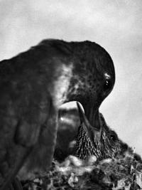 "The Whisper", Costa Rica, 2026 | DER GREIF