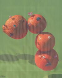 Anastasiia O., from the series "Today I saw a sunflower but it didn’t grow" | DER GREIF