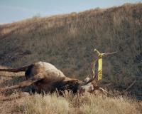 From the series "Ysanthem" | DER GREIF