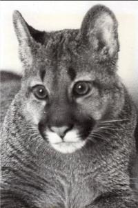 From the series "The Feral Cat Friend of the Desert Fox" | DER GREIF