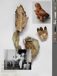 Joel Jimenez Jara, "Vessels" from the series “Glimmers, feathers and staring skies” | DER GREIF