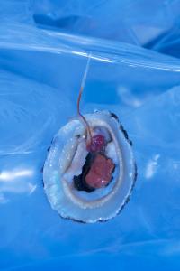 "Soft Anatomy", Greece, 2018 | DER GREIF