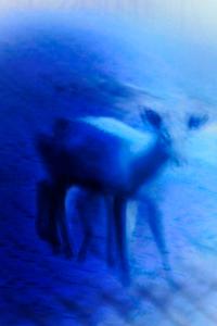 From the series "Noche, no te vayas" | DER GREIF