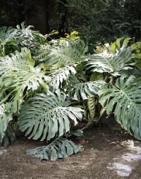 Greta Valente, "Come un fiore senza terra", 2023. 96 x 122 cm. | DER GREIF