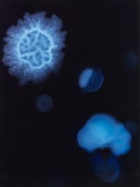 From the series "Les ombres de nos constellations" | DER GREIF