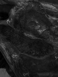 "There was it alive" | DER GREIF