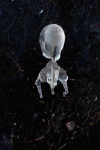 Martin Tscholl, From "Beyond the Visible", Brandenburg, Germany | DER GREIF