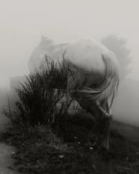 "Horse and Fog" from "Thorns" | DER GREIF