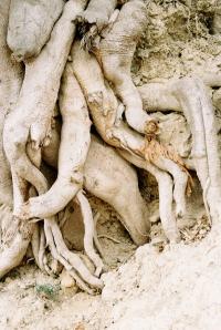 Daniel Paramio, “Concrete Roots”, 2024. | DER GREIF