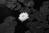 Untitled | DER GREIF