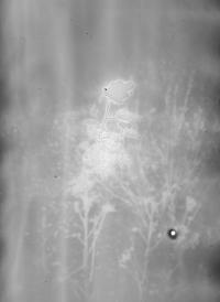 Yorgos Kapsalakis, From the series "Death will come bearing your eyes", Athens, Greece, 2024 | DER GREIF